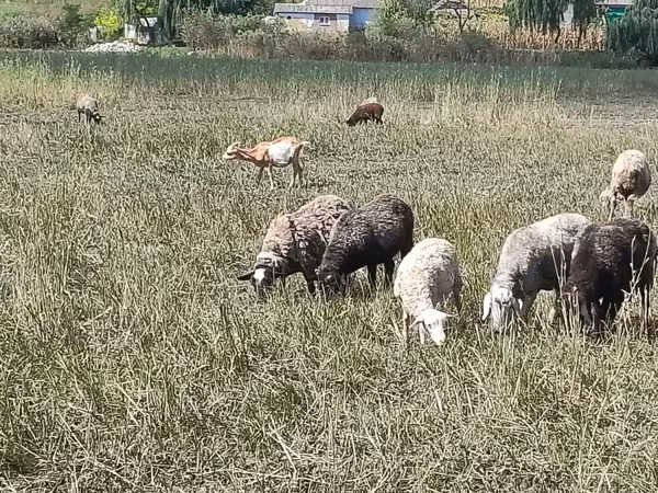 Schaf, Romanov sheep