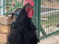 Chickens — Foto 4