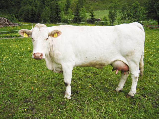 Vaca blanca carintiana