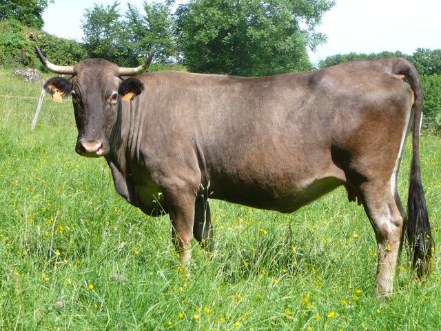 Raza de vaca