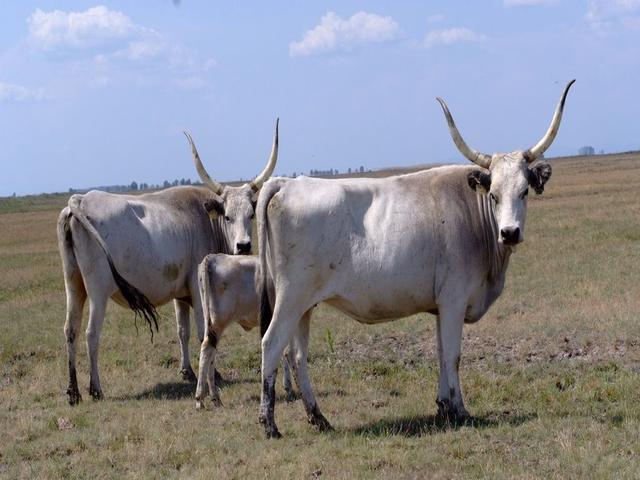 Raza gris húngara