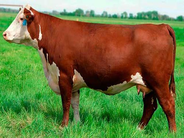लाल बेलारूसी गाय
