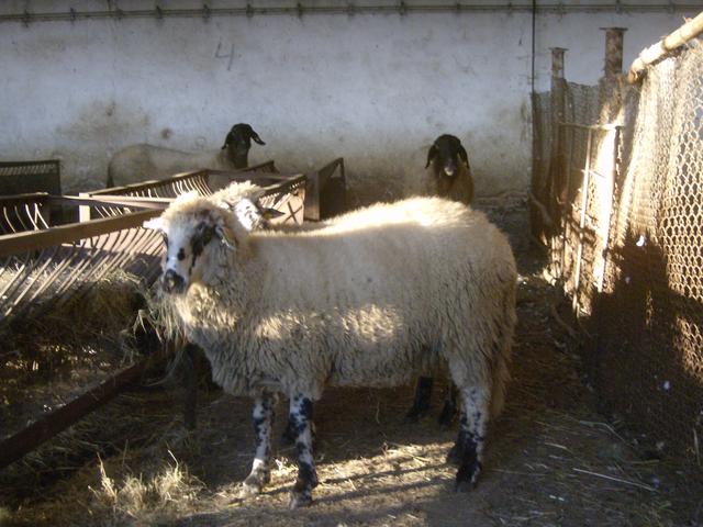 Replyan sheep