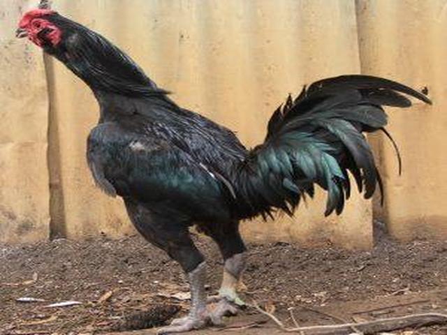 ऑस्ट्रेलियन पिट गेम फाउल
