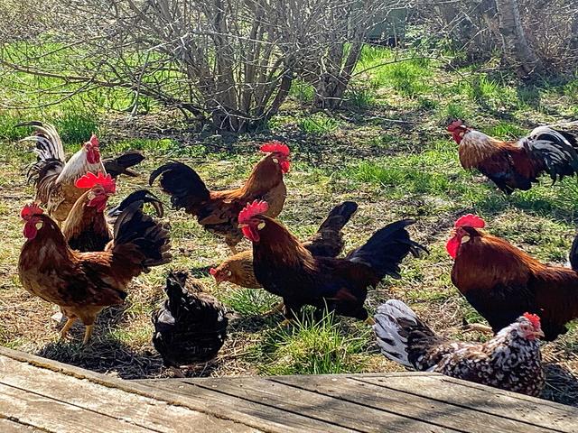 冰岛