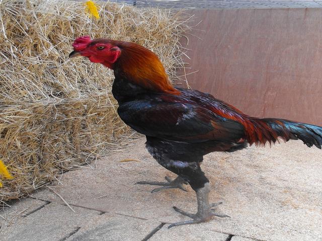 ऑस्ट्रेलियन गेम