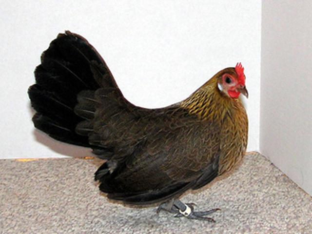 Голландский миниатюрный
