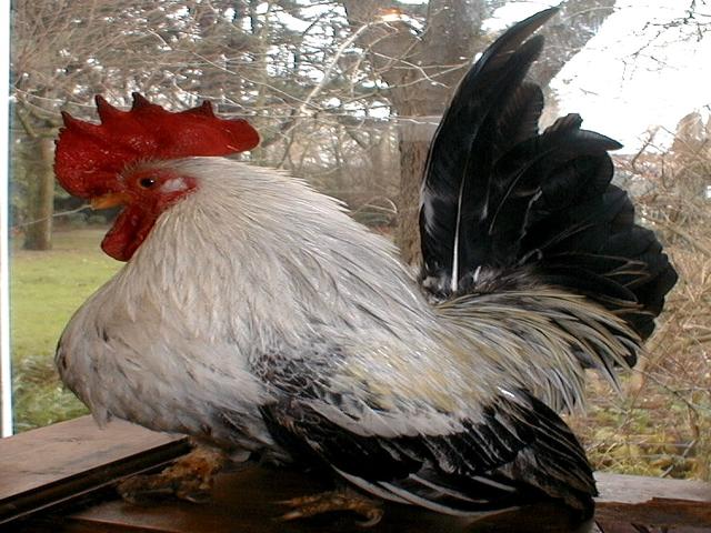 Японский миниатюрный