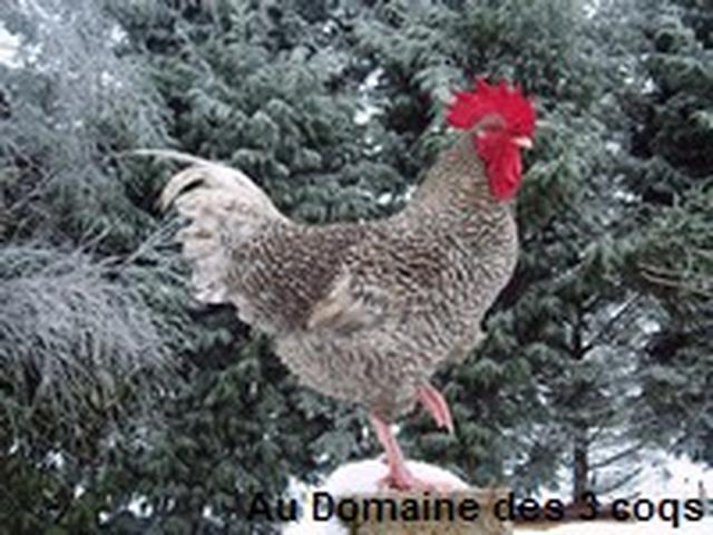 Куку фландрский