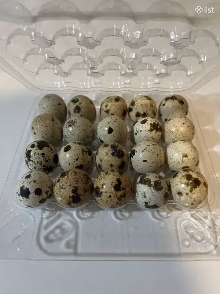 Faraón