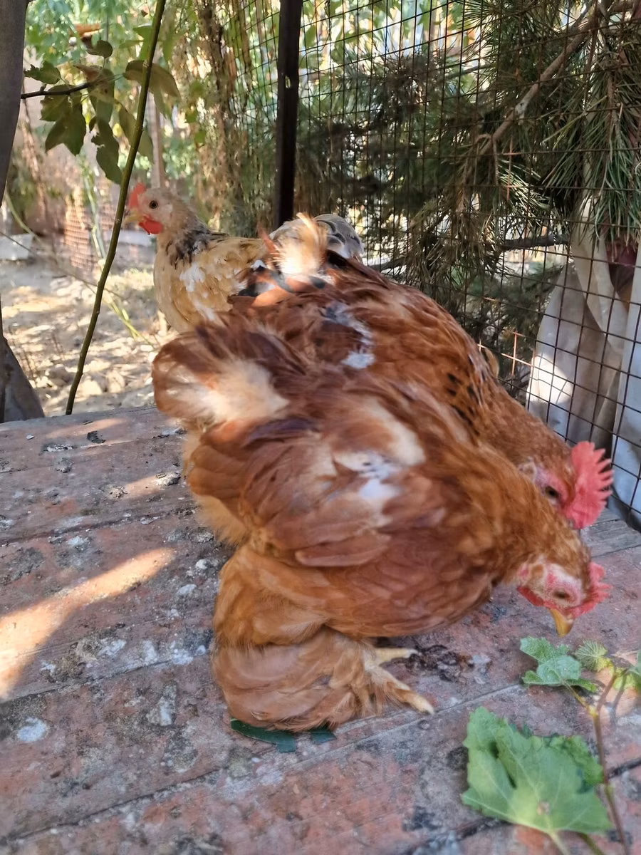 पेकिन बैंटम