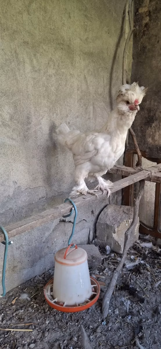 Sultan