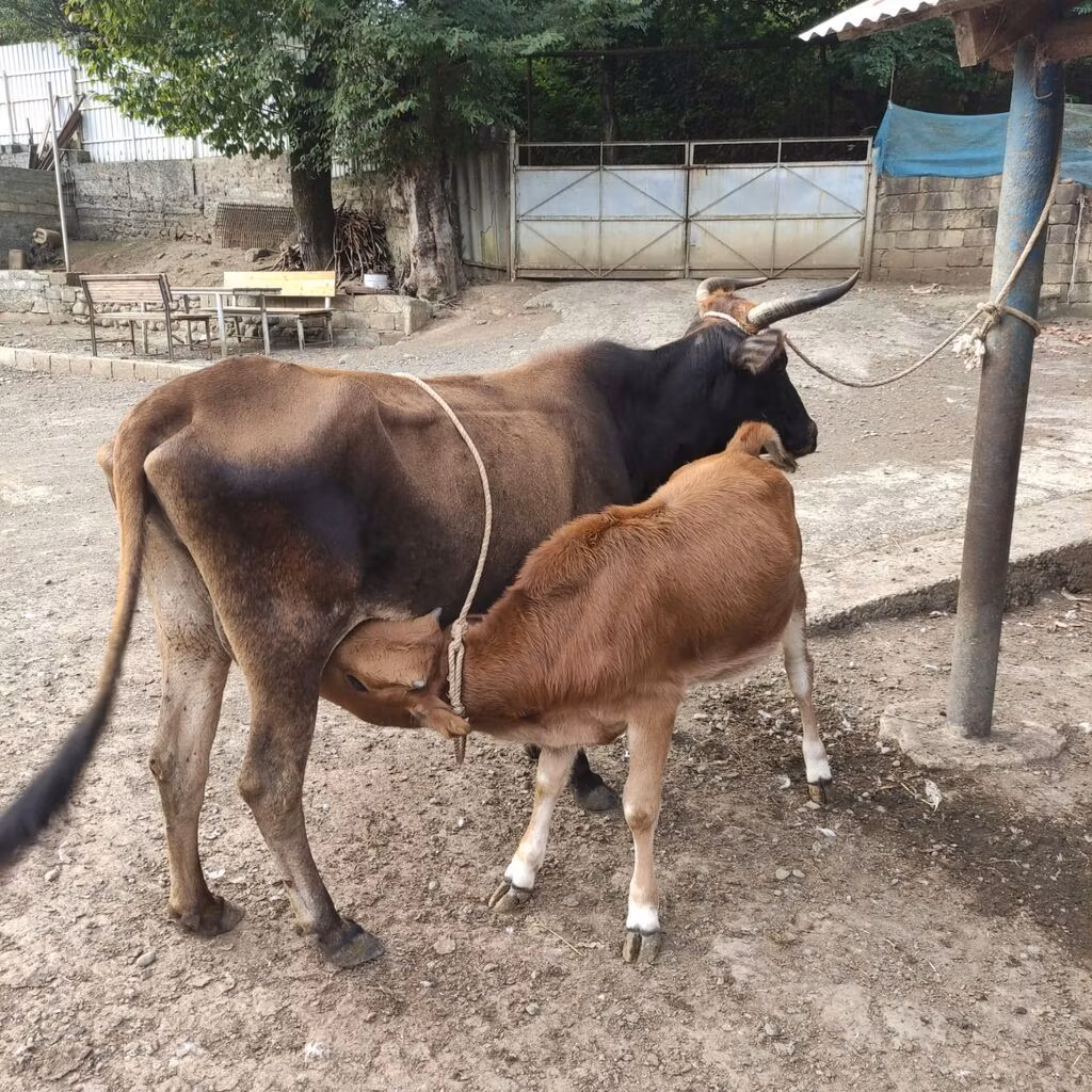 Yak salvaje
