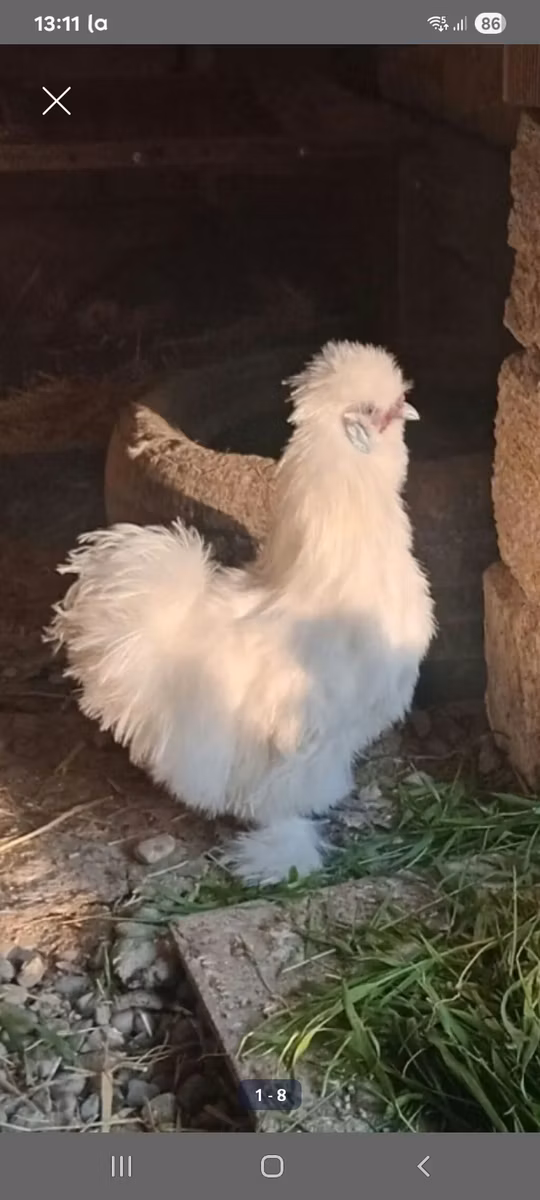 Brahma