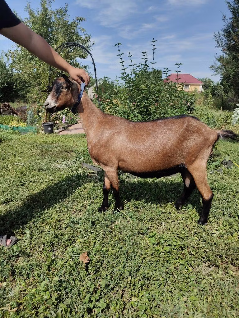 Альпийская коза