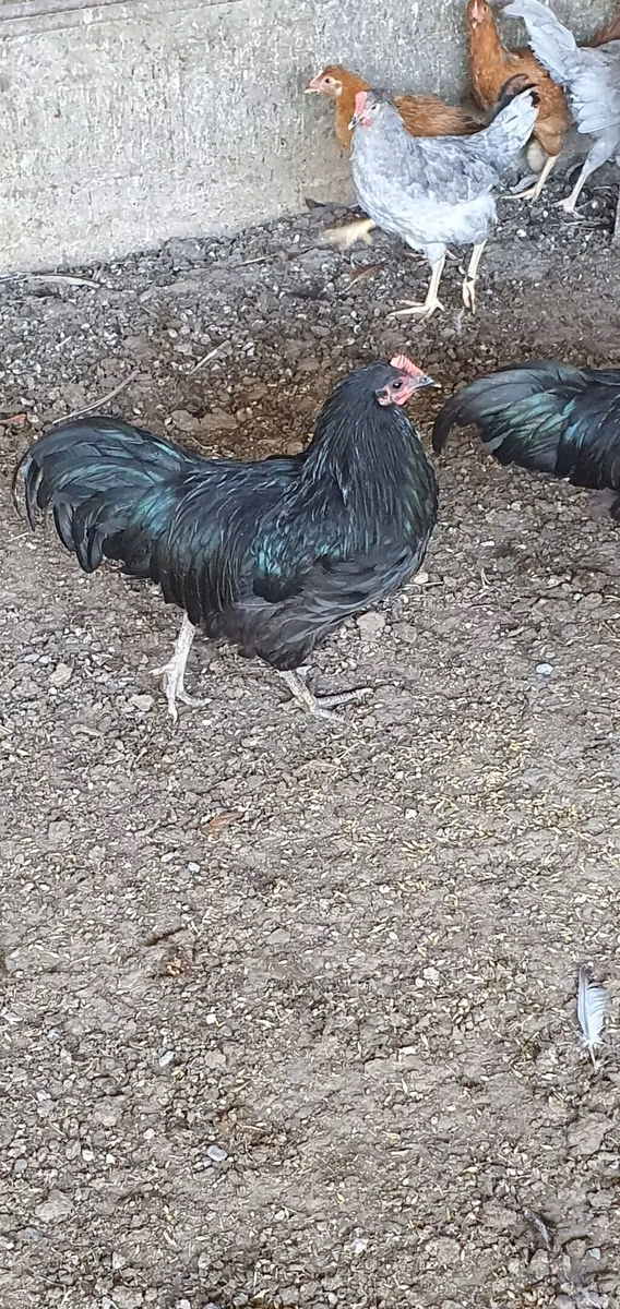 Gallo de pelea de fosa australiano