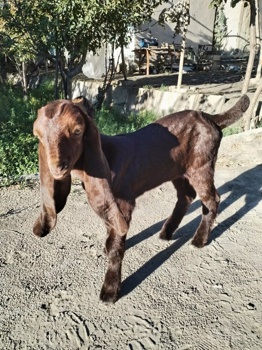 Камори коза