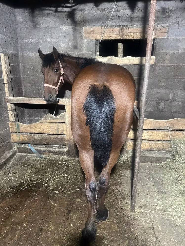 New Altai Horse