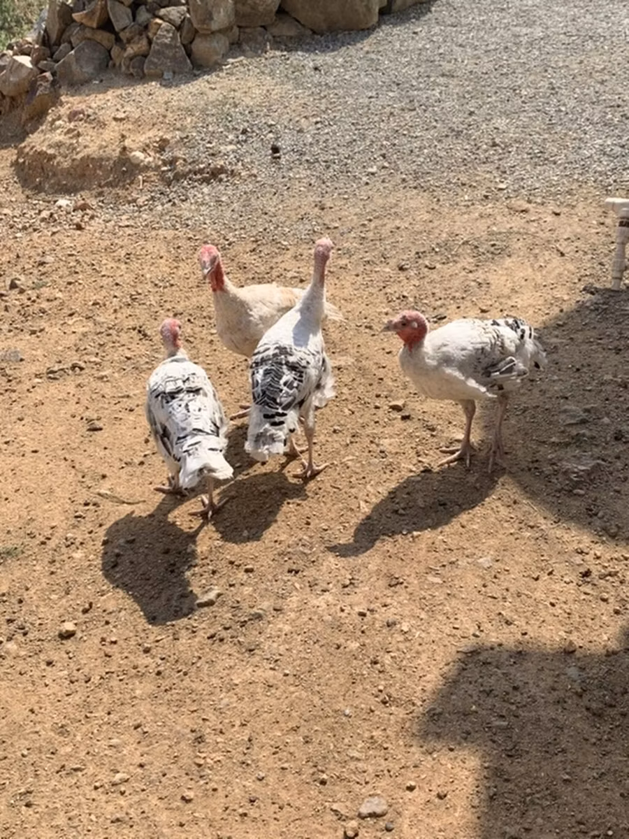 Blanca de pechuga ancha