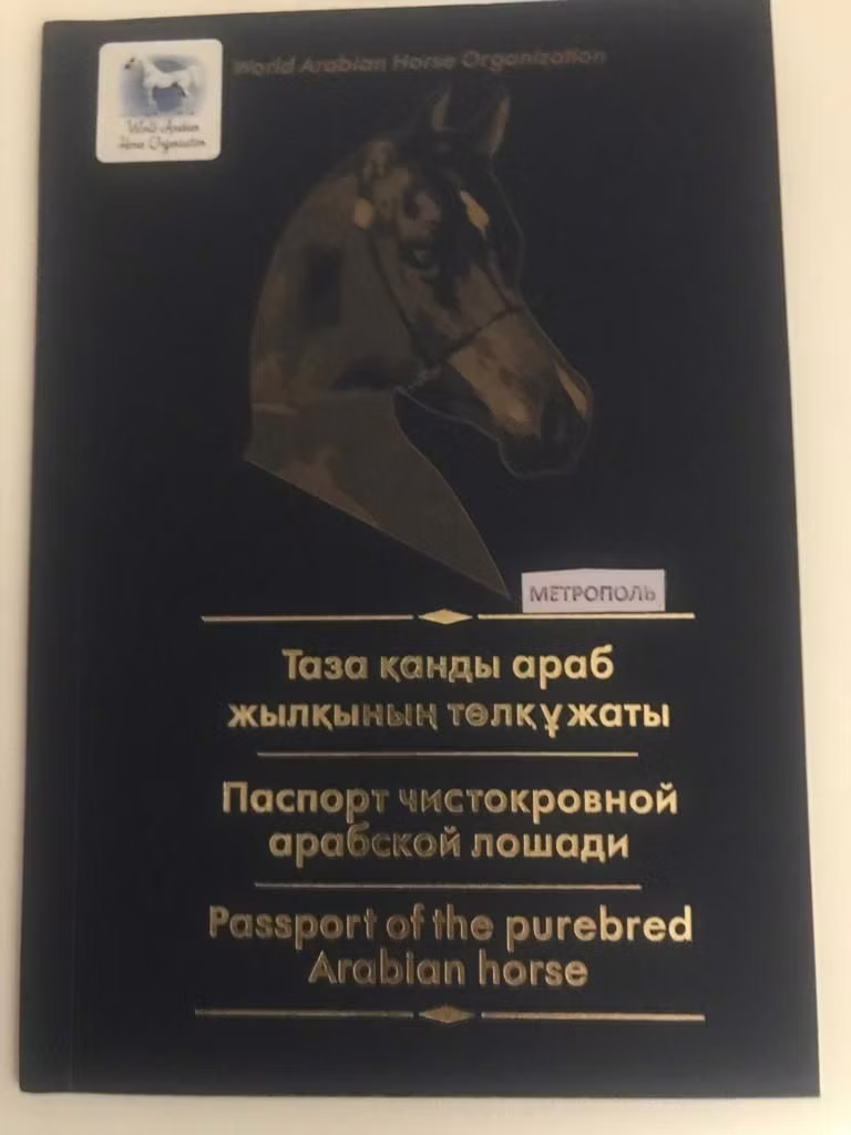 Арабская чистокровная