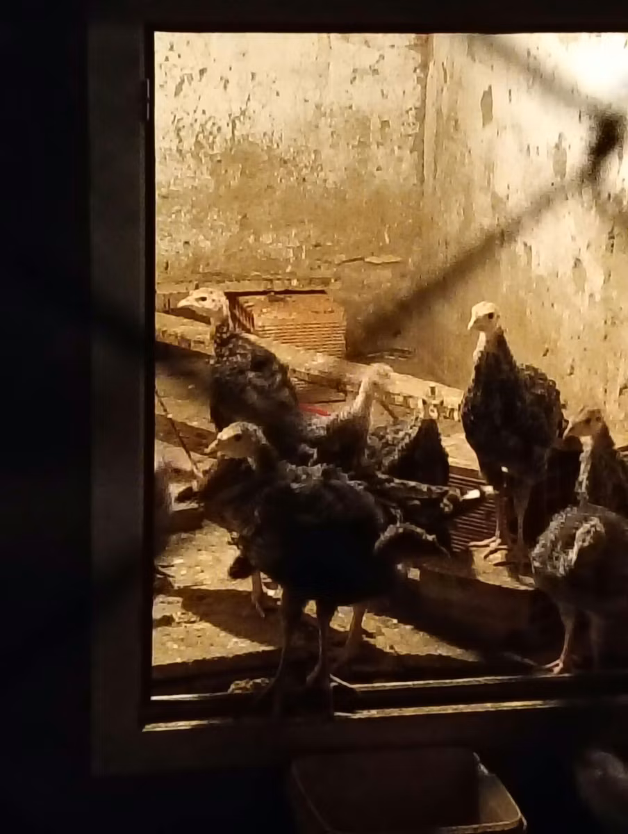 برونز