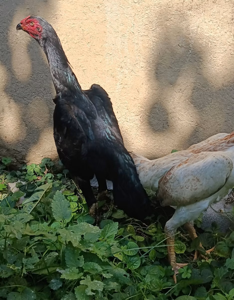 Shamo chickens