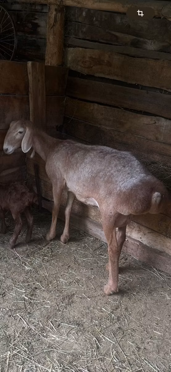 Afghan Arabi sheep