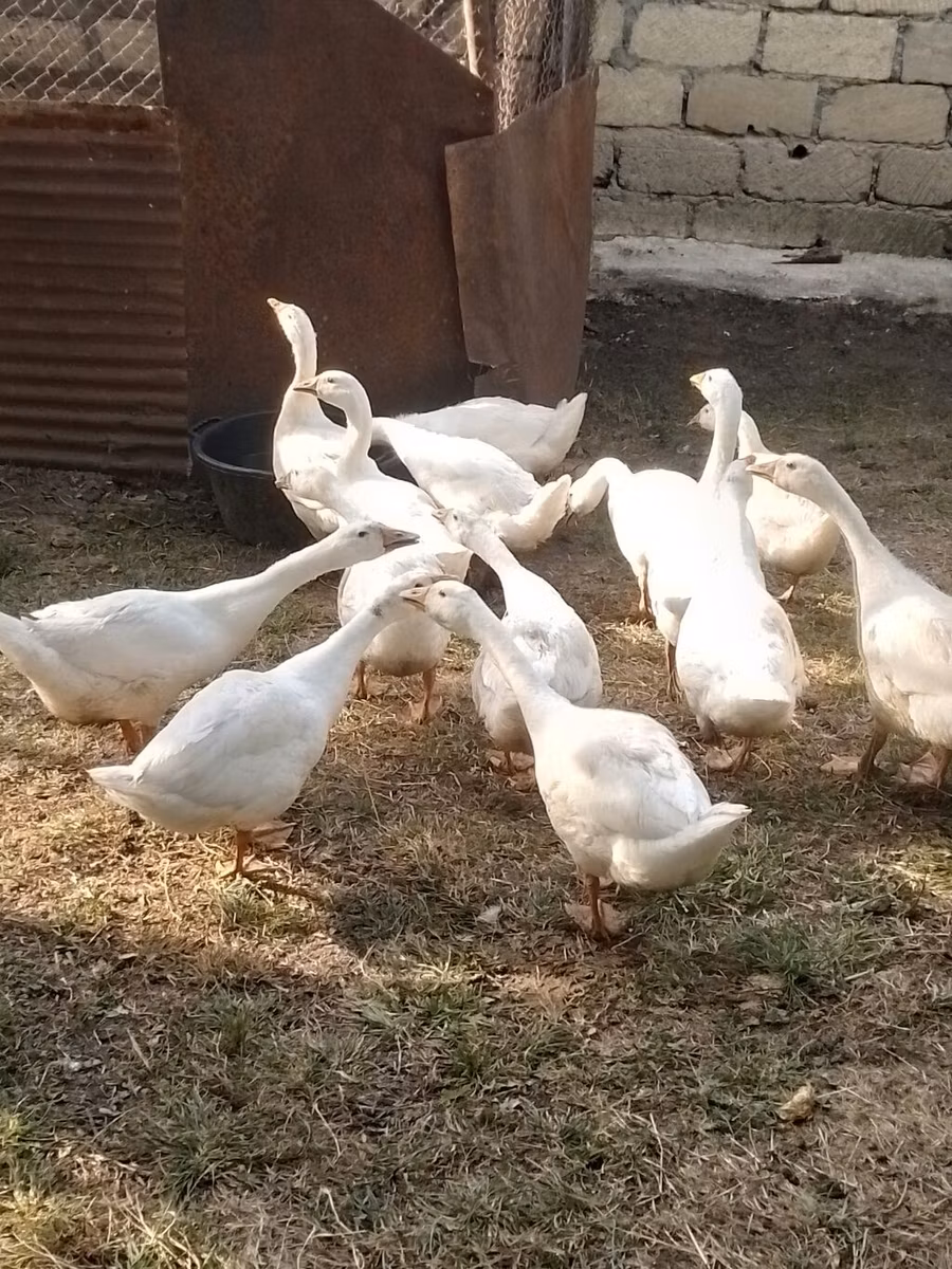 कुबान