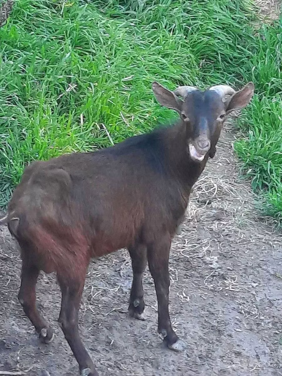 Irish goat