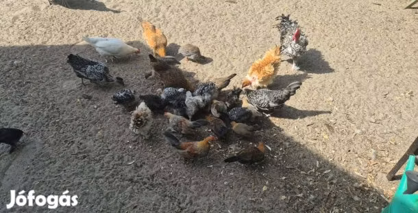 डेनिश हेन