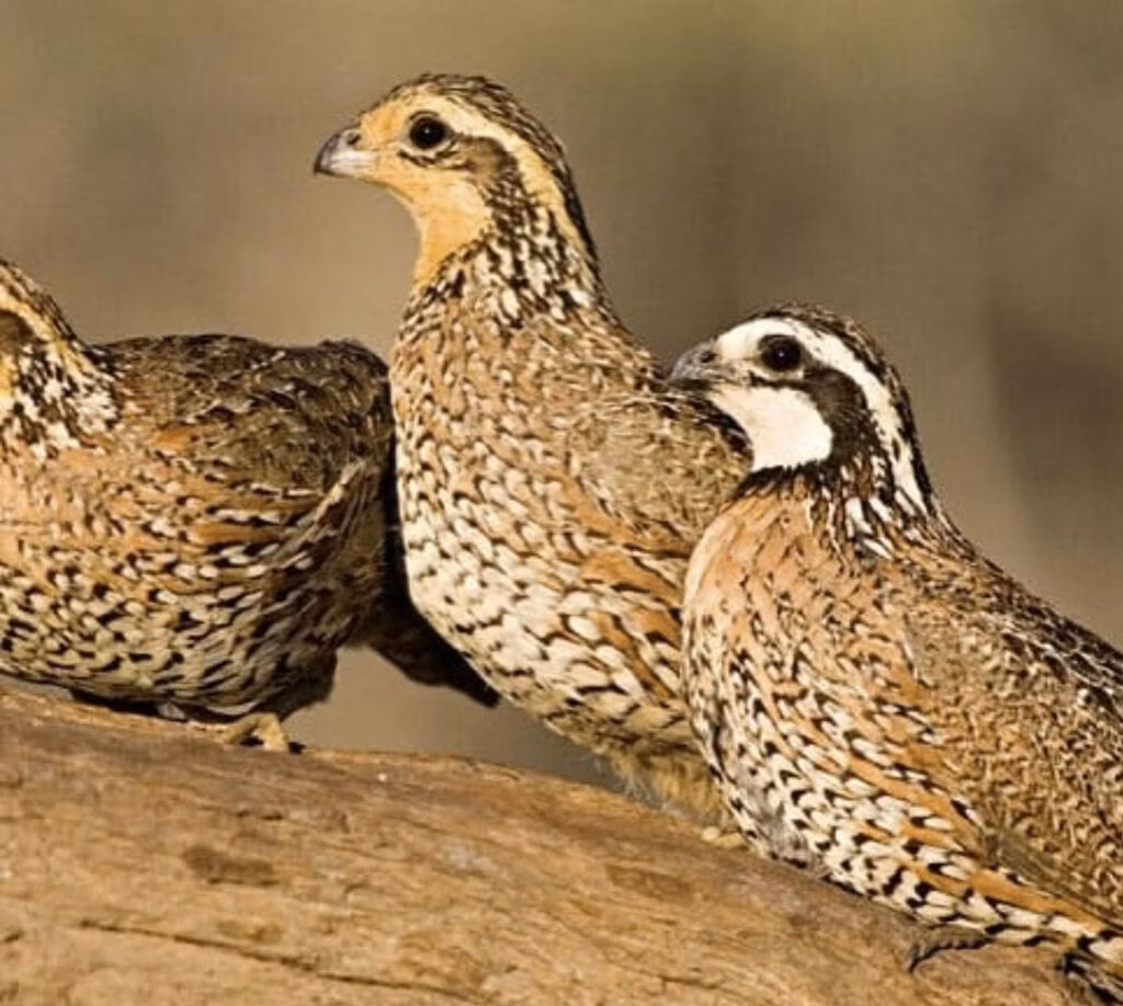 Bobwhite