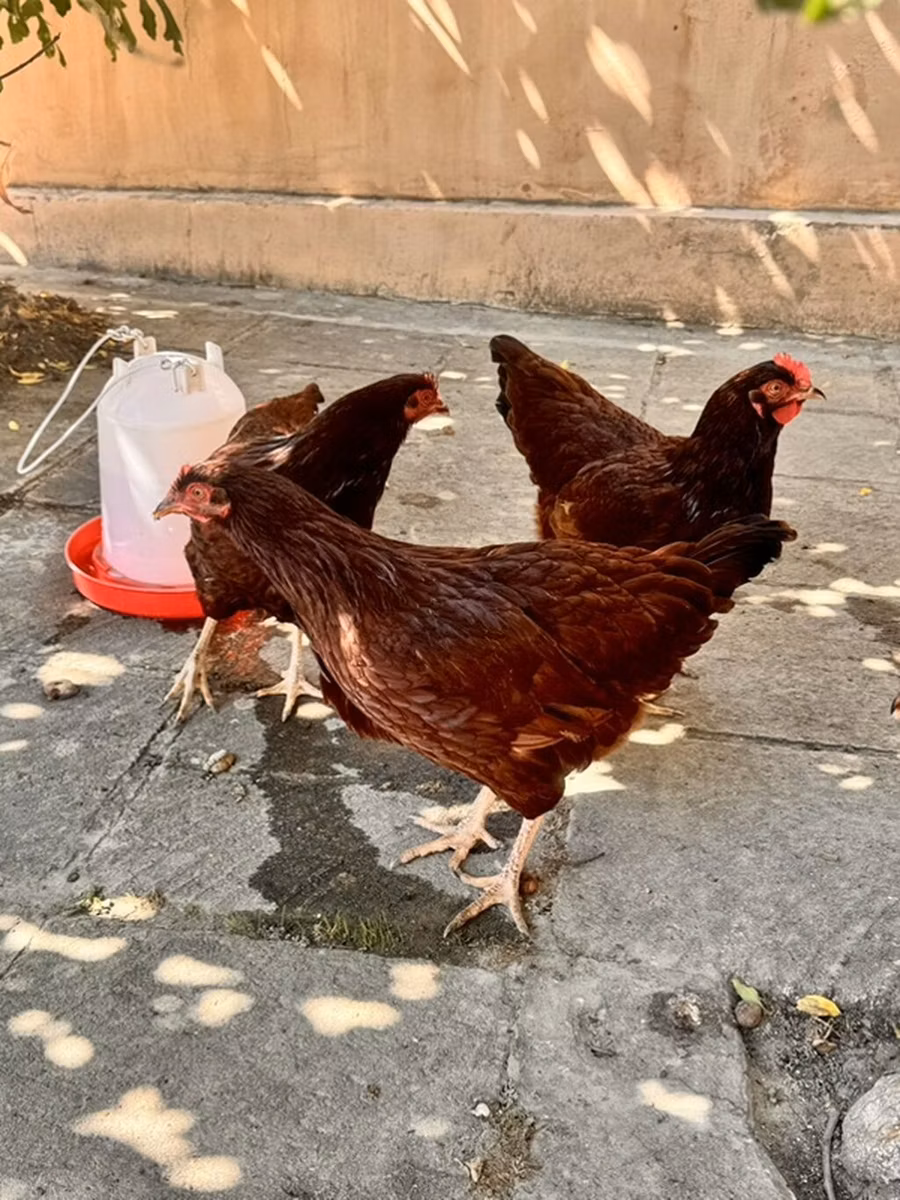 Rhode Island Red