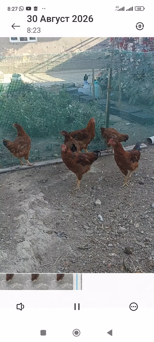 Rhode Island Red