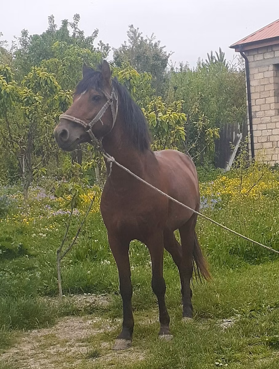 Азербайджанская лошадь