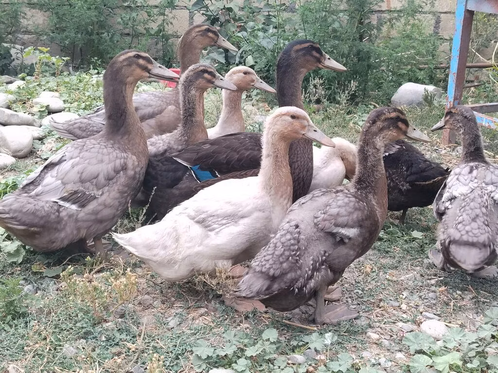 Руан