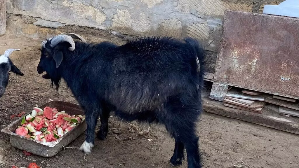 Альпийская коза