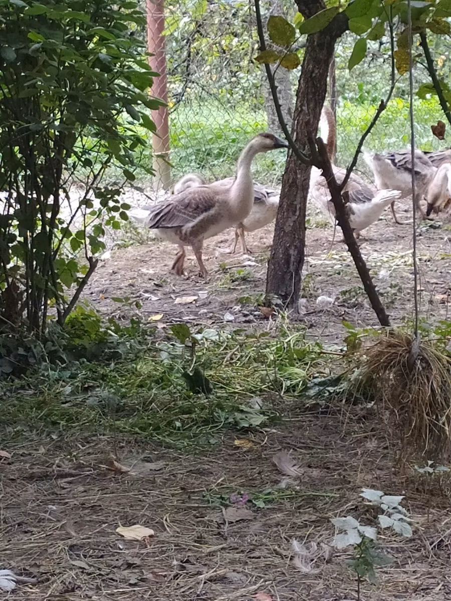 कुबान