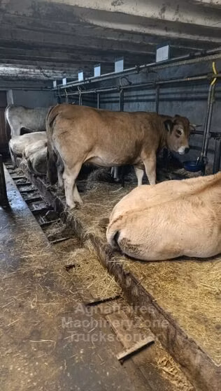 Aubrac cattle