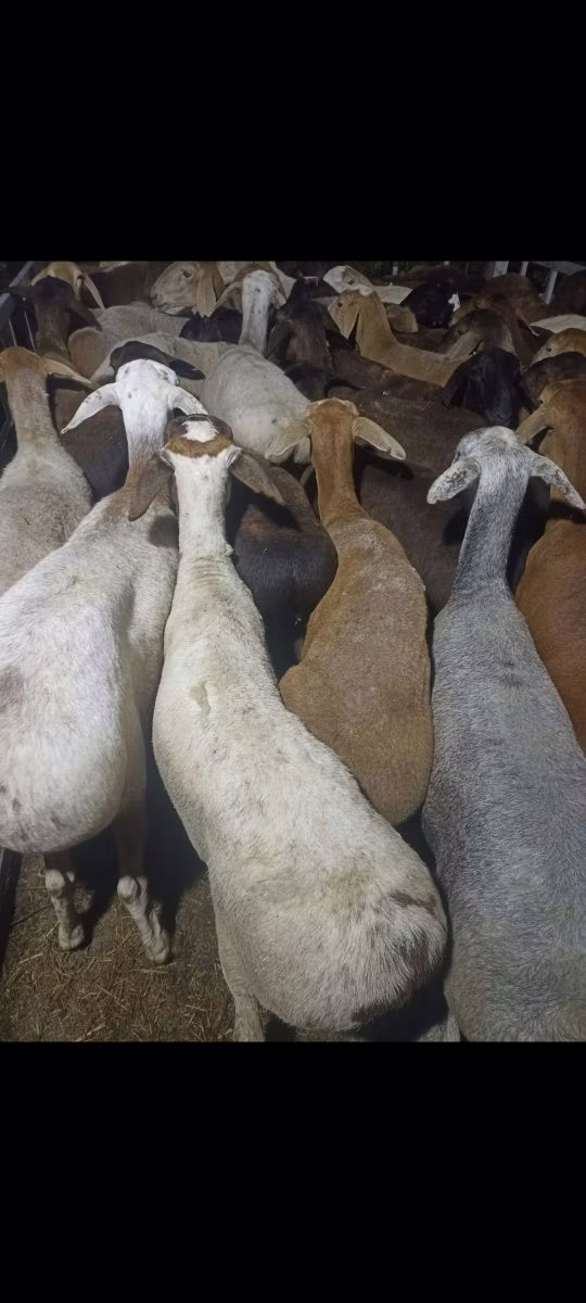 Kazakh fat-tailed coarsewool sheep