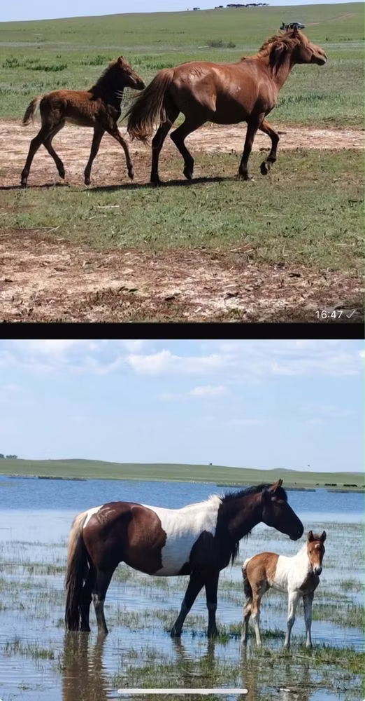 Породы лошадей