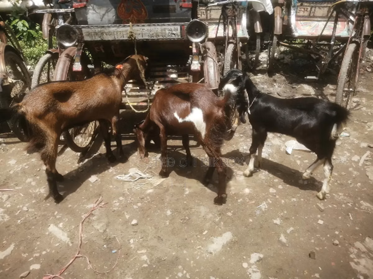 Black Bengal goats