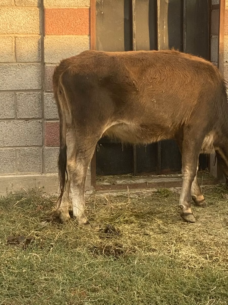 Brown Latvian