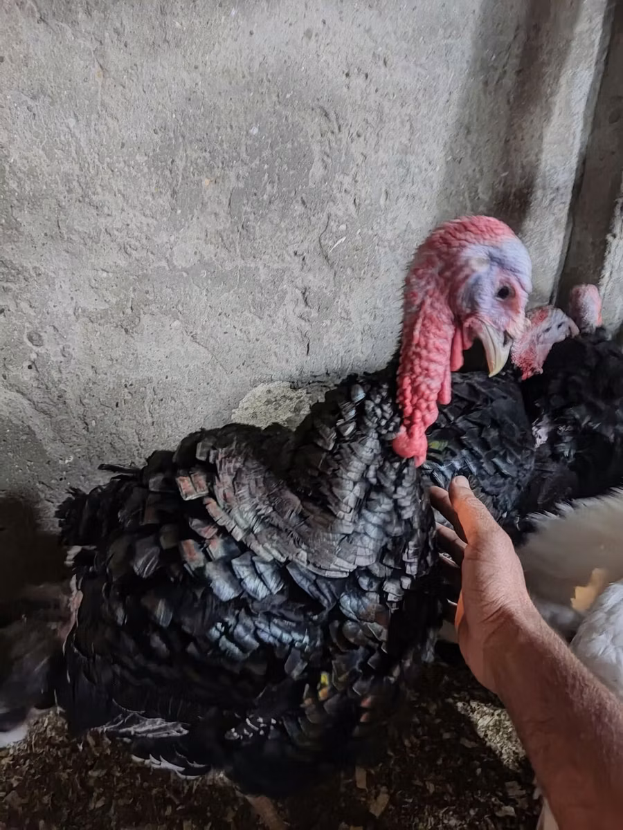 برونز