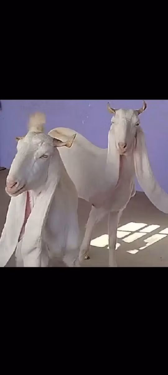 Гулаби коза