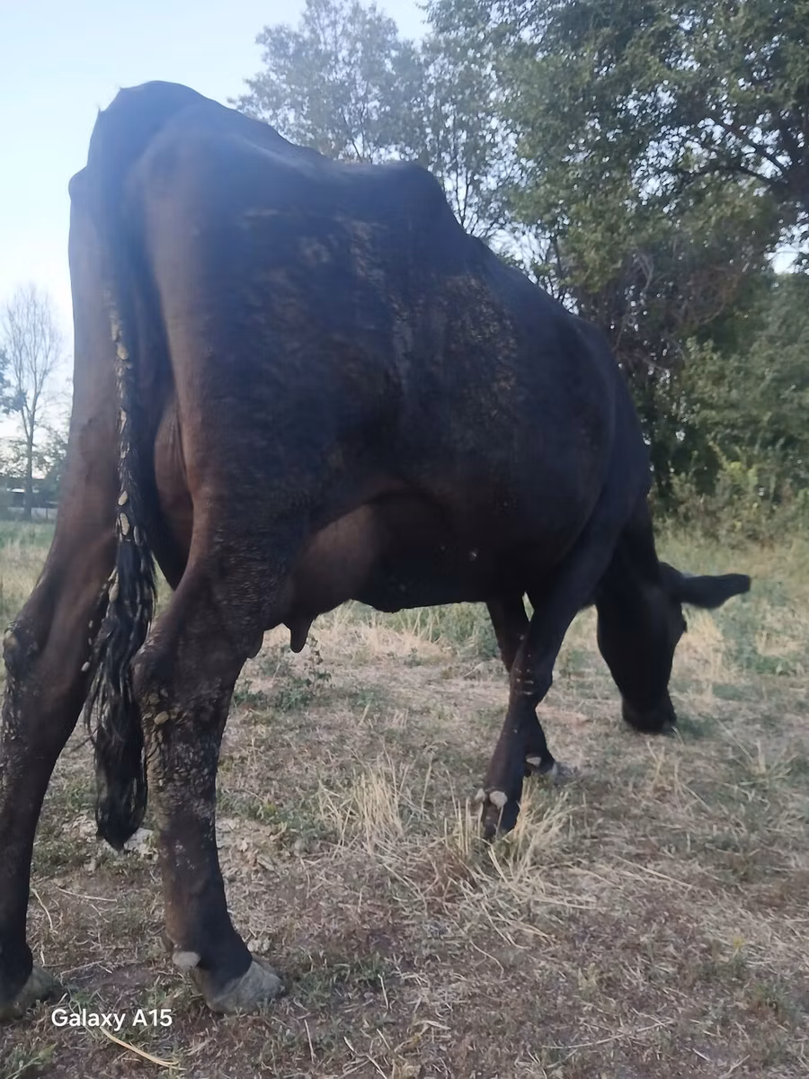 लाल बिना सींग वाली गाय