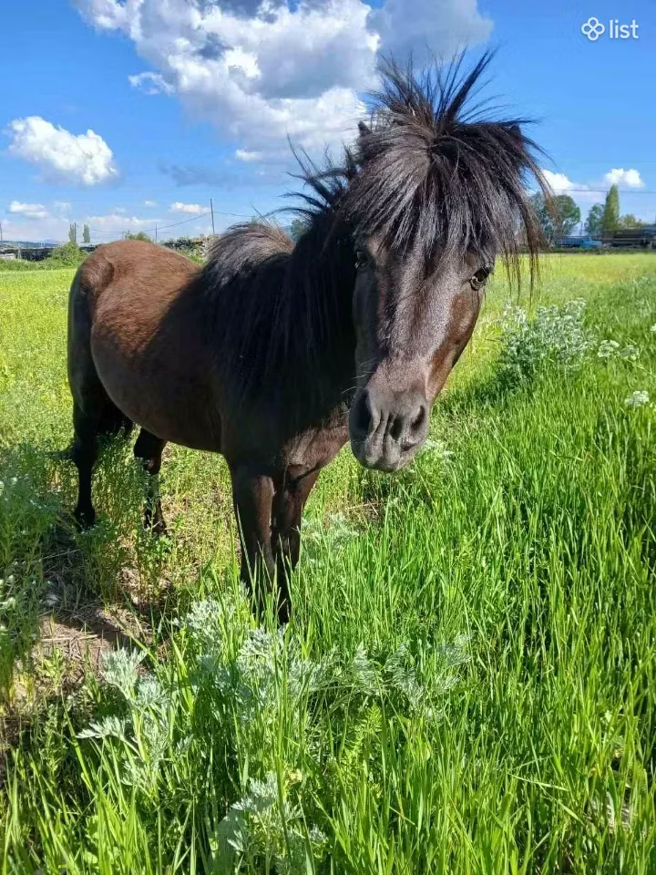 American shetland pony