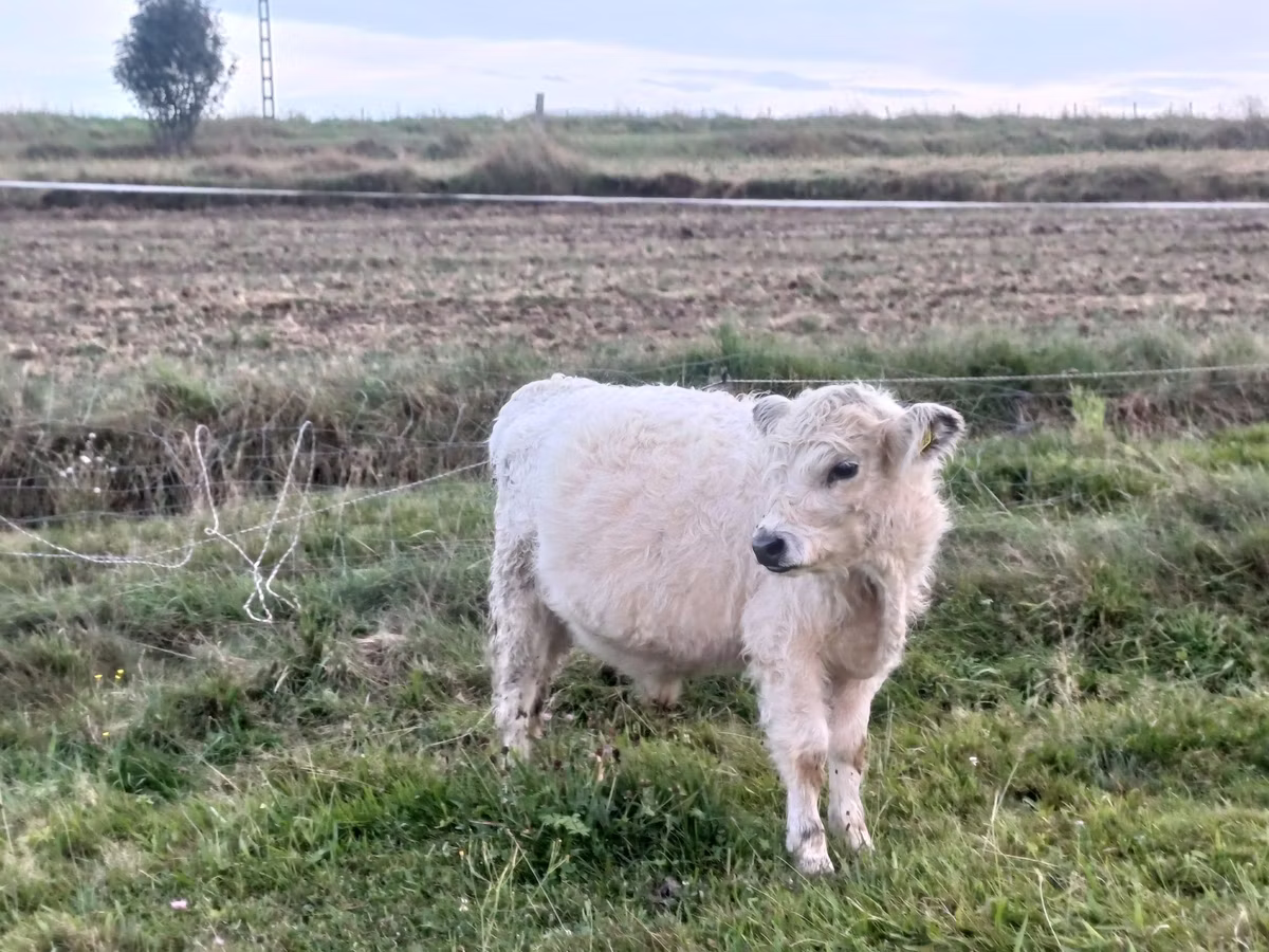 Galloway cow