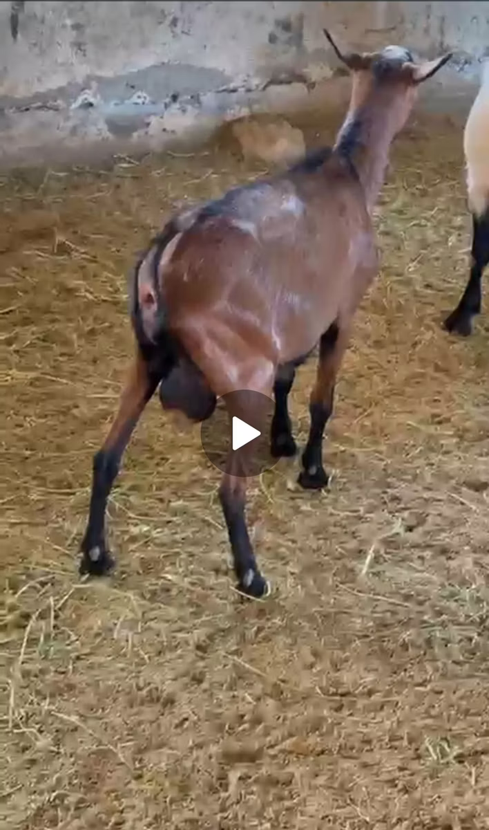 Italian Alpine goat