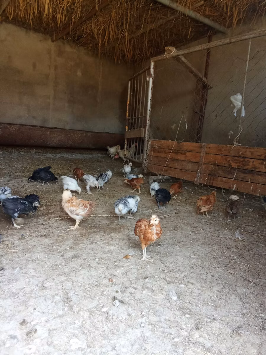 पेकिन बैंटम