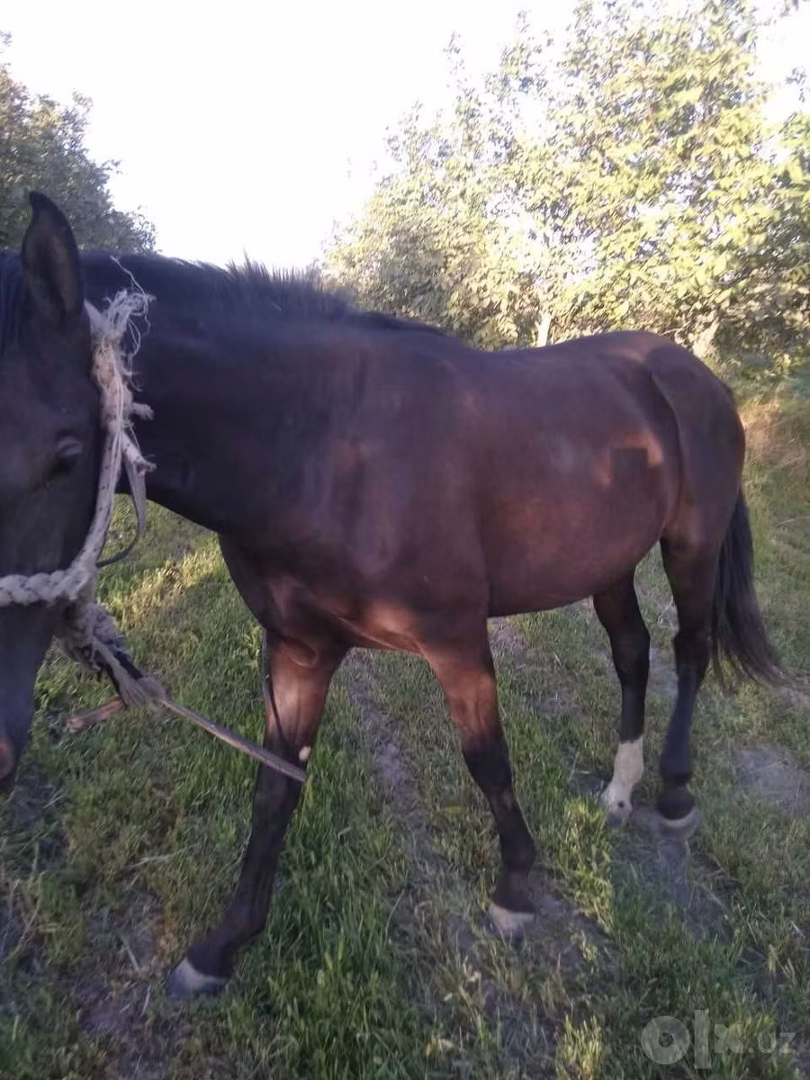 Karabakh horse